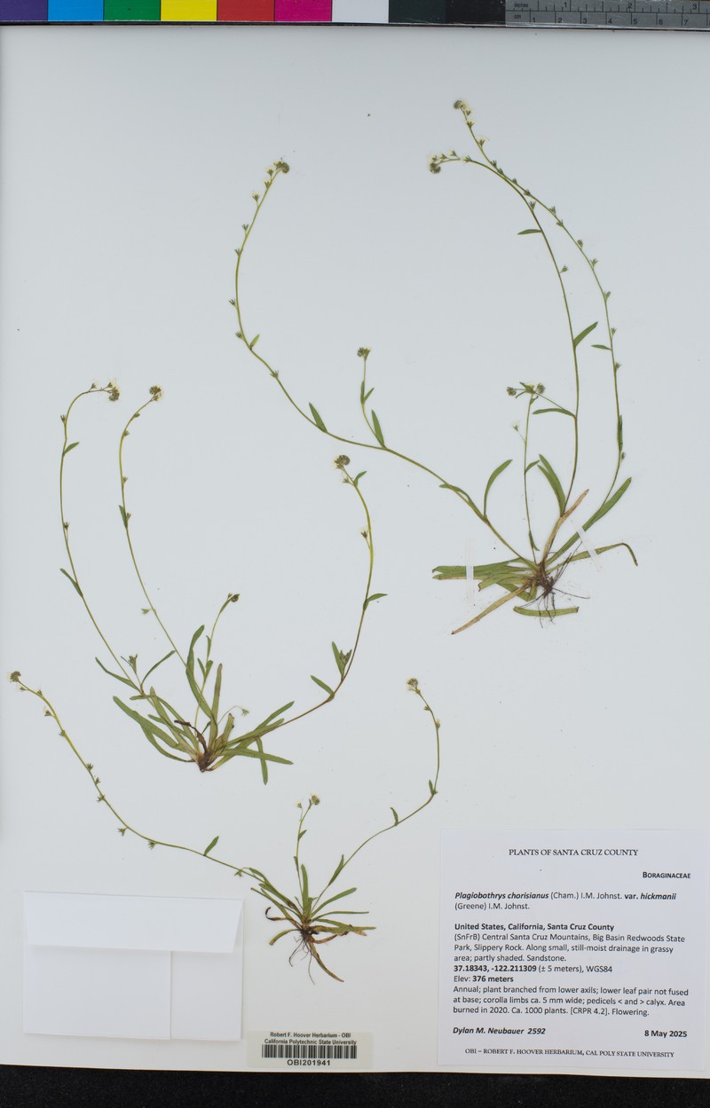 Plagiobothrys chorisianus var. hickmanii photo 8
