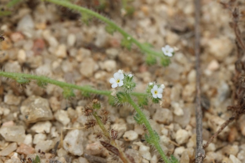 Cooper's Popcornflower photo 6