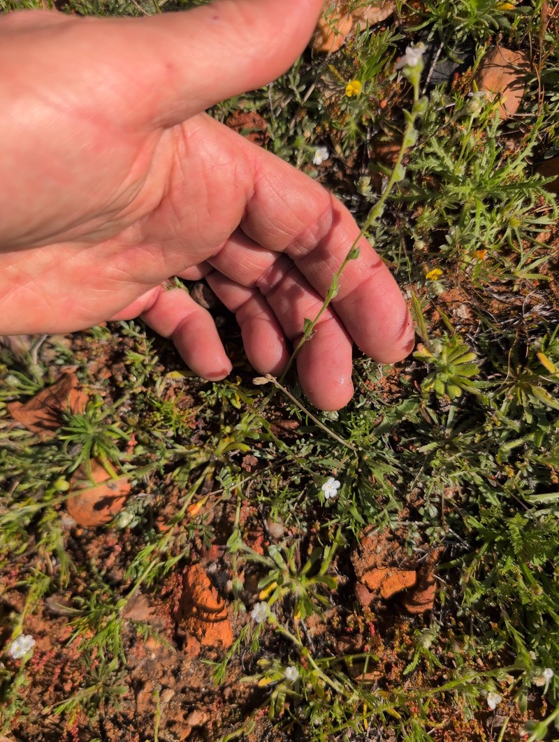 Plagiobothrys collinus var. californicus