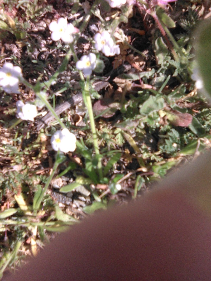 Plagiobothrys collinus var. californicus photo 3