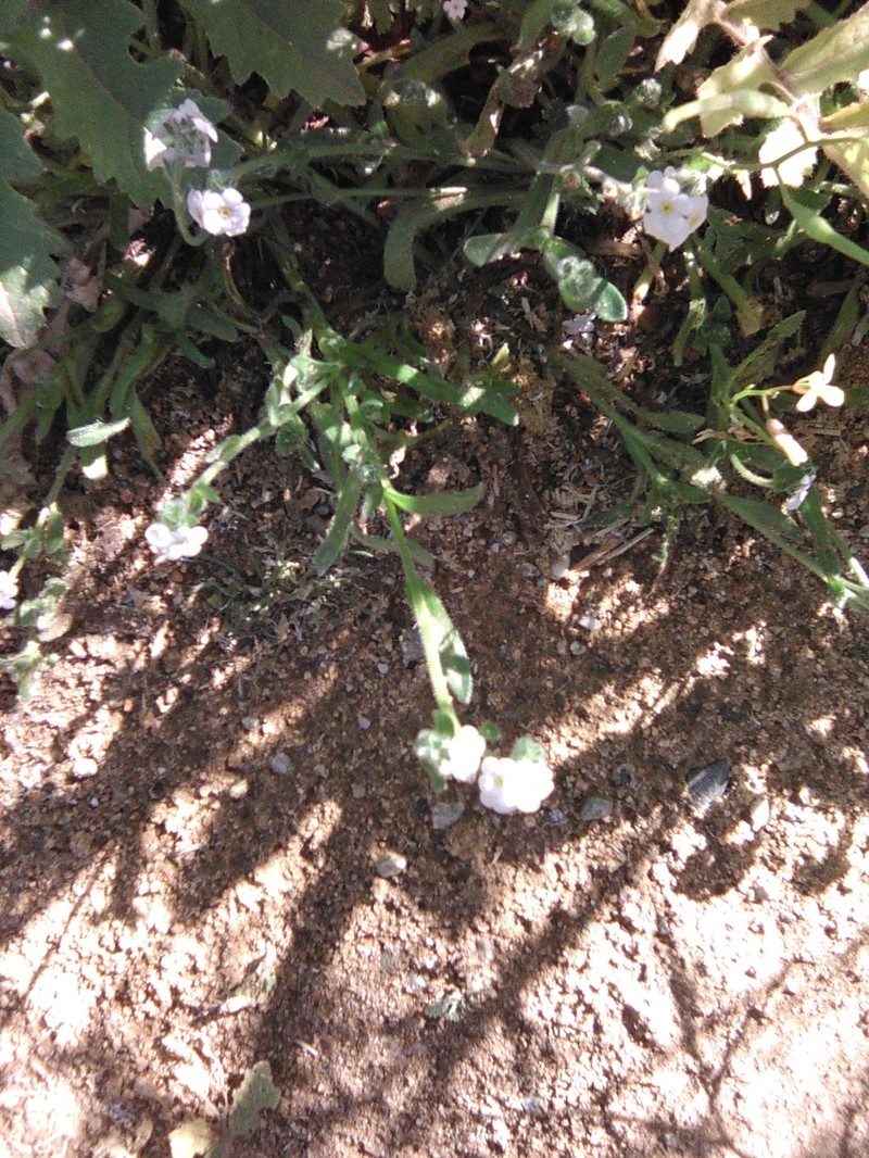 Plagiobothrys collinus var. californicus photo 4