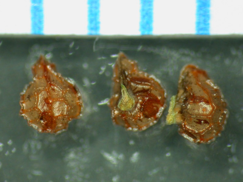 Plagiobothrys collinus var. collinus