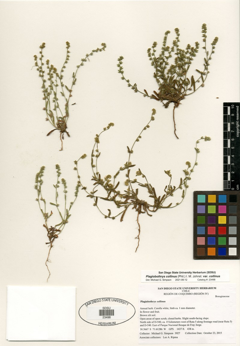 Plagiobothrys collinus var. collinus photo 2