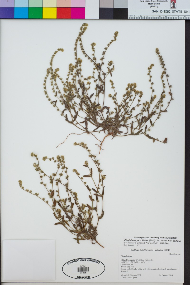 Plagiobothrys collinus var. collinus photo 3