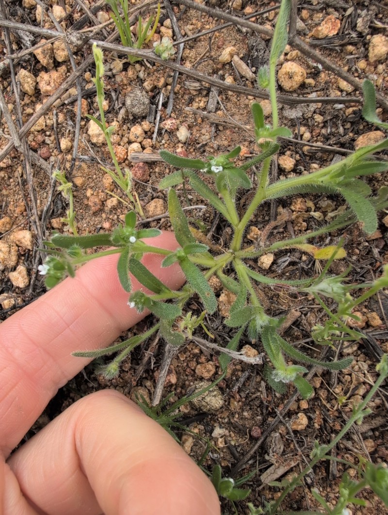 Plagiobothrys collinus var. fulvescens
