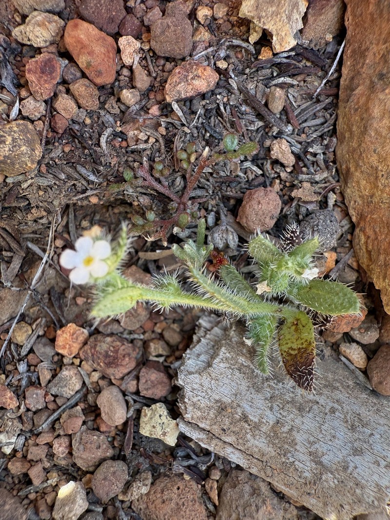 Plagiobothrys collinus var. fulvescens photo 2