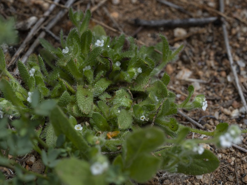 Plagiobothrys collinus var. fulvescens photo 3