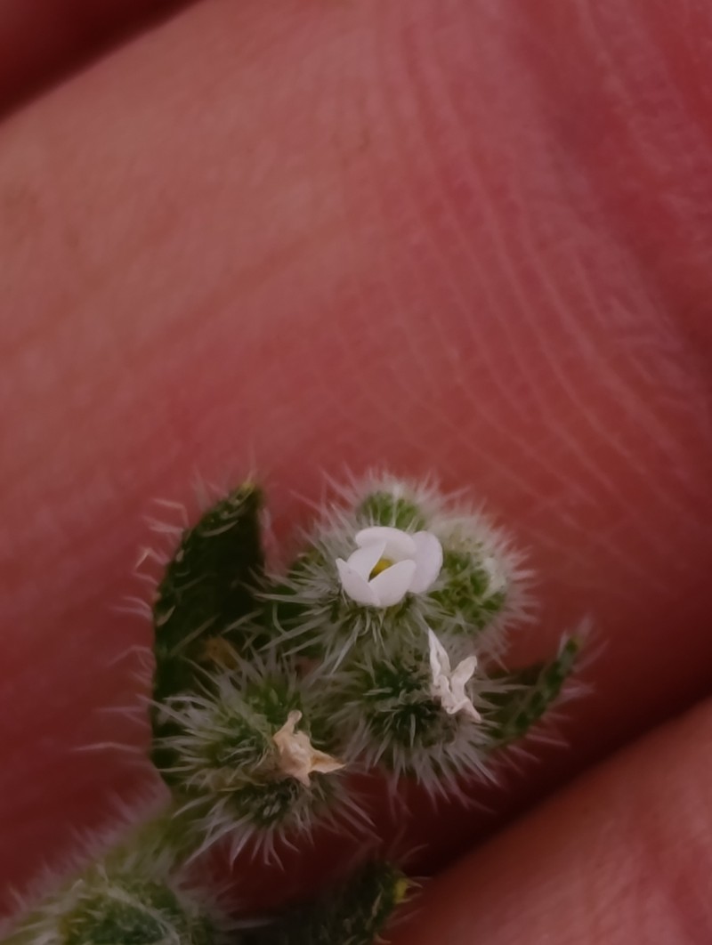 Plagiobothrys collinus var. fulvescens photo 4