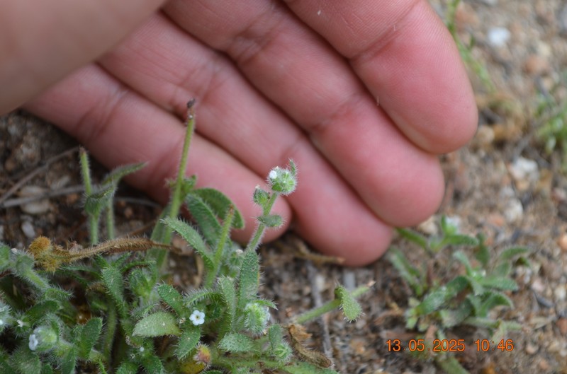 Plagiobothrys collinus var. fulvescens photo 5