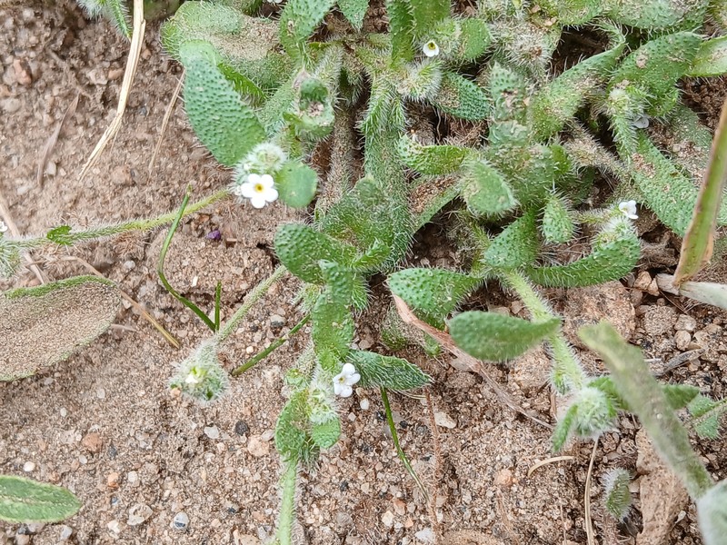 Plagiobothrys collinus var. fulvescens photo 6