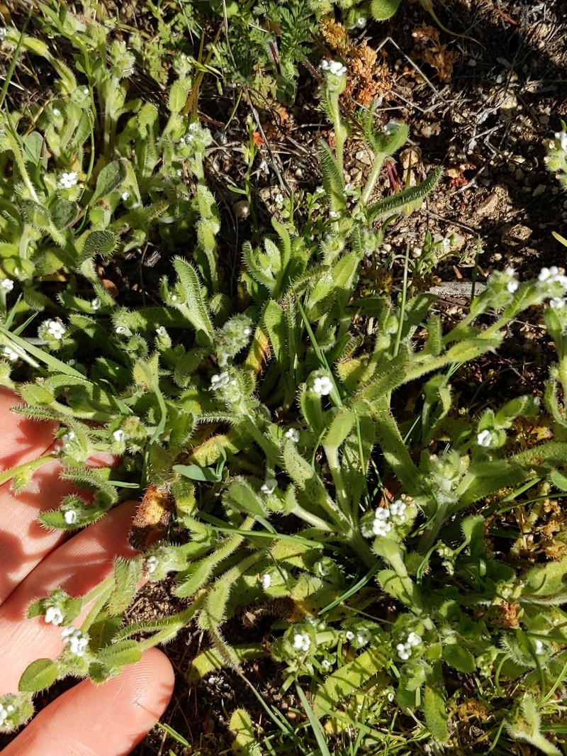 Plagiobothrys collinus var. fulvescens photo 7