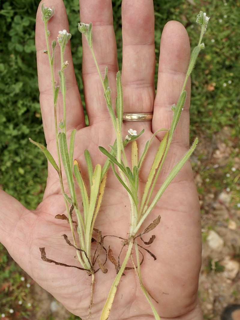 Plagiobothrys collinus var. fulvescens photo 8