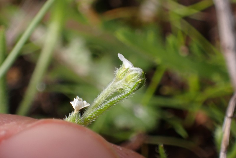 Plagiobothrys collinus var. gracilis photo 2