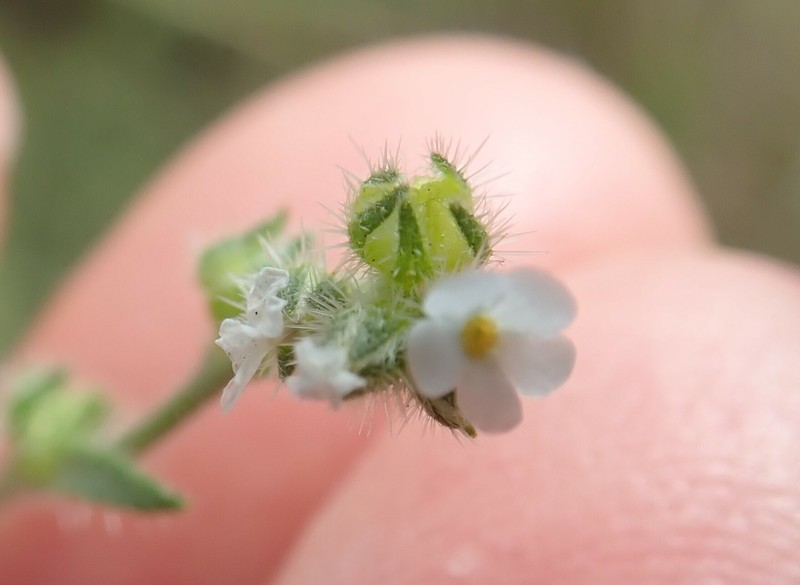 Plagiobothrys collinus var. gracilis photo 3