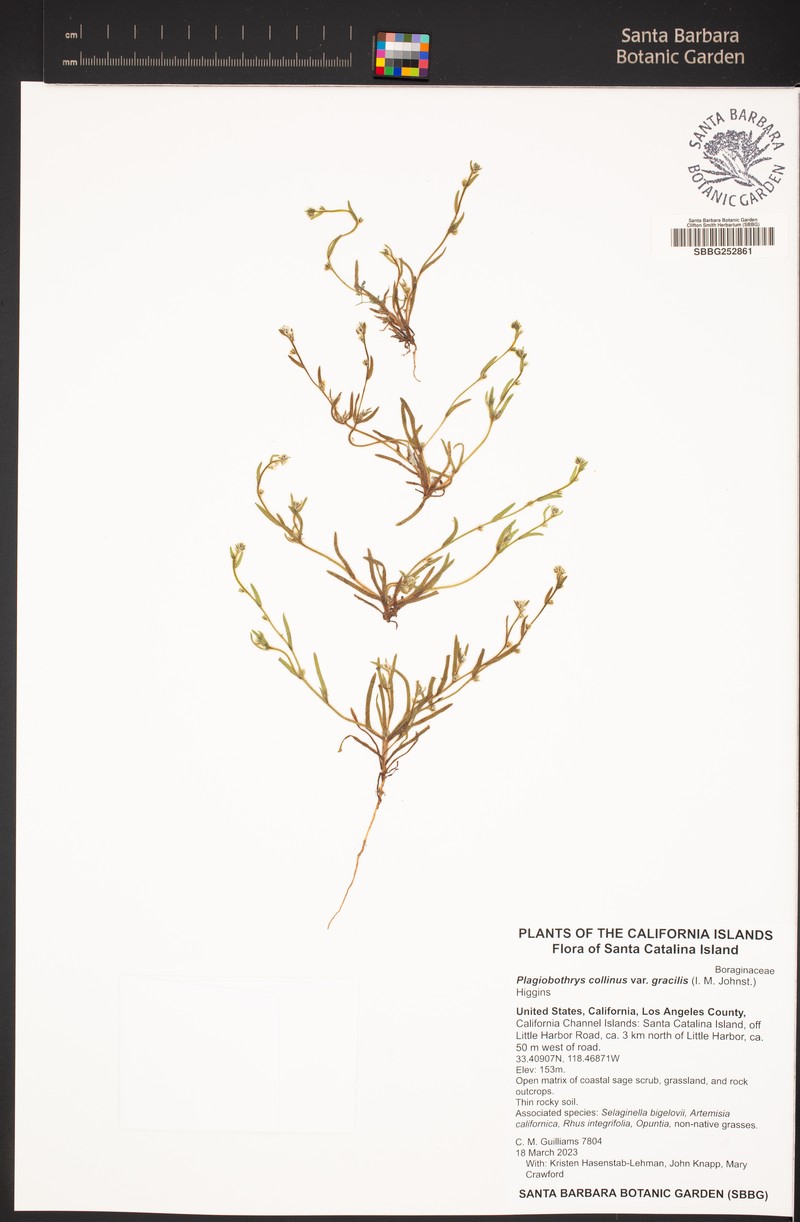 Plagiobothrys collinus var. gracilis photo 4
