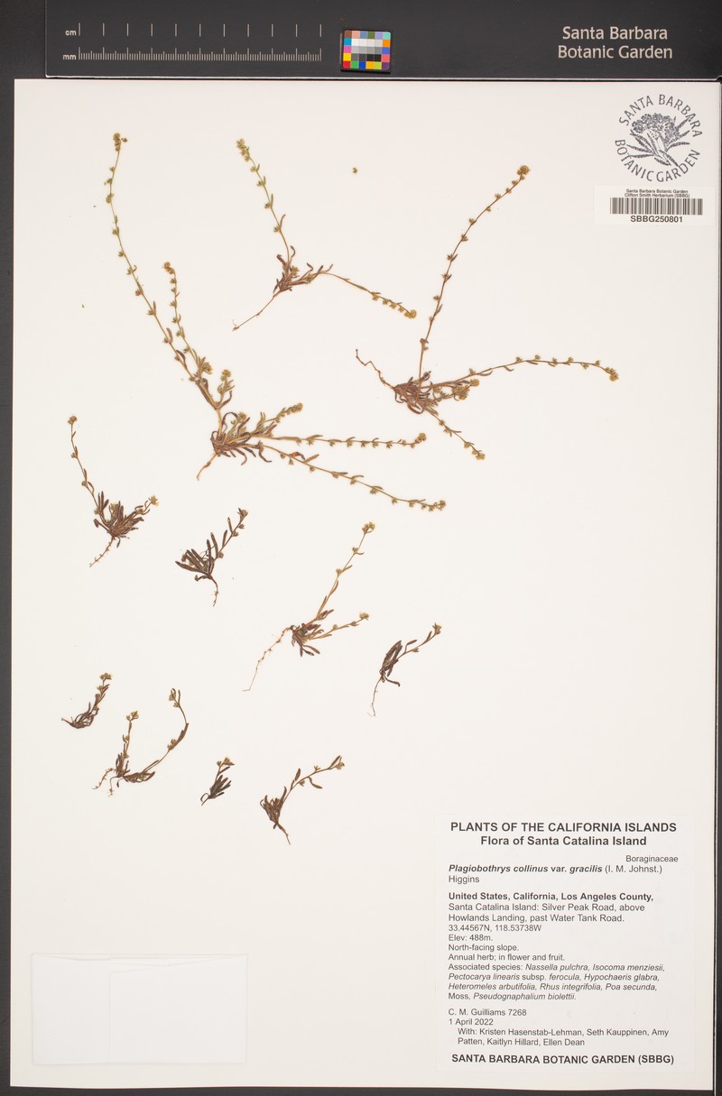 Plagiobothrys collinus var. gracilis photo 5