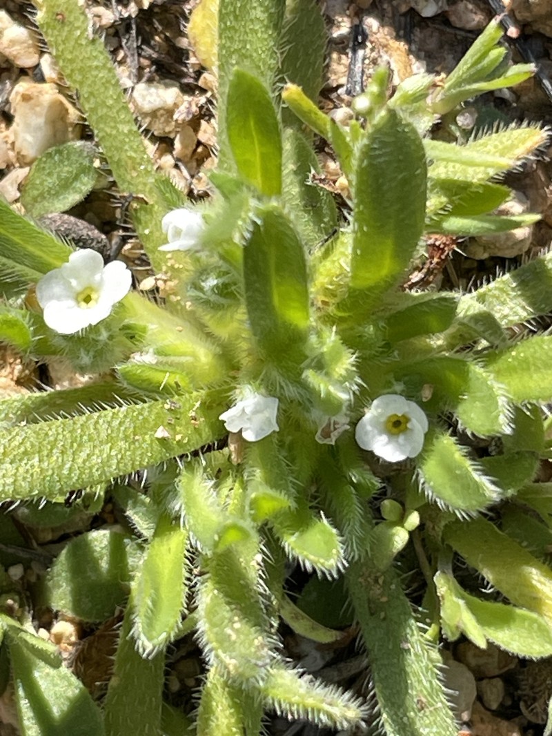 Pringle's Popcornflower photo 2