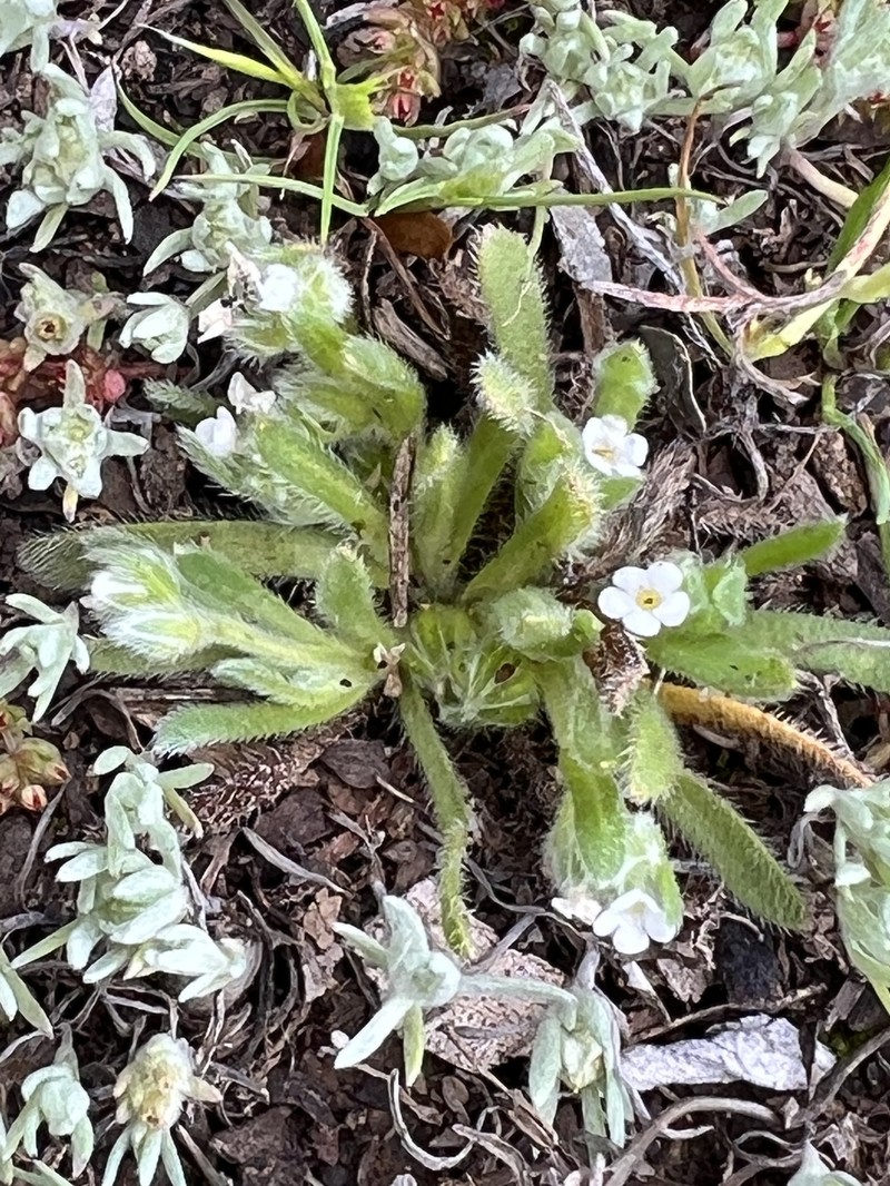 Pringle's Popcornflower photo 4