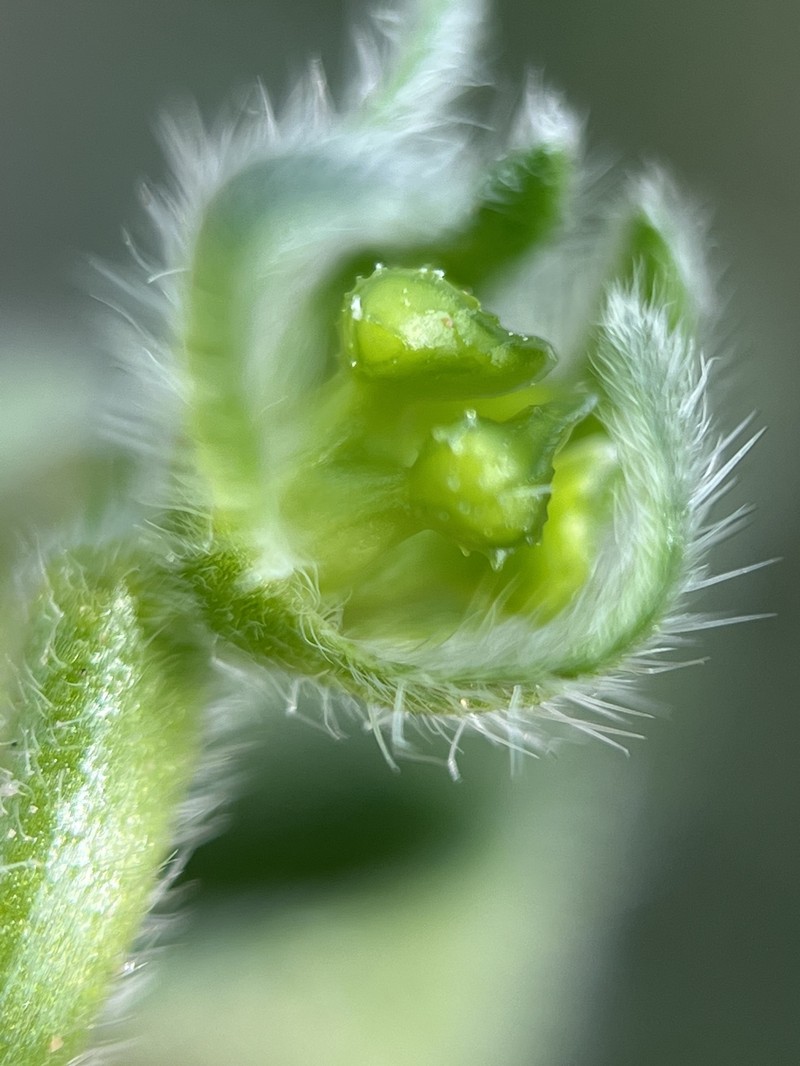 Pringle's Popcornflower photo 6