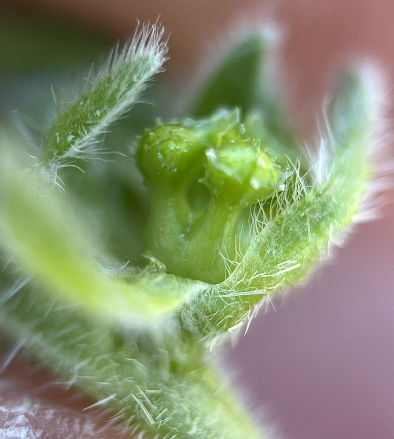 Pringle's Popcornflower photo 7
