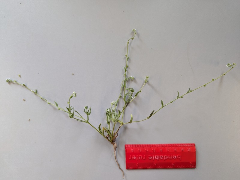 Plagiobothrys collinus var. ursinus