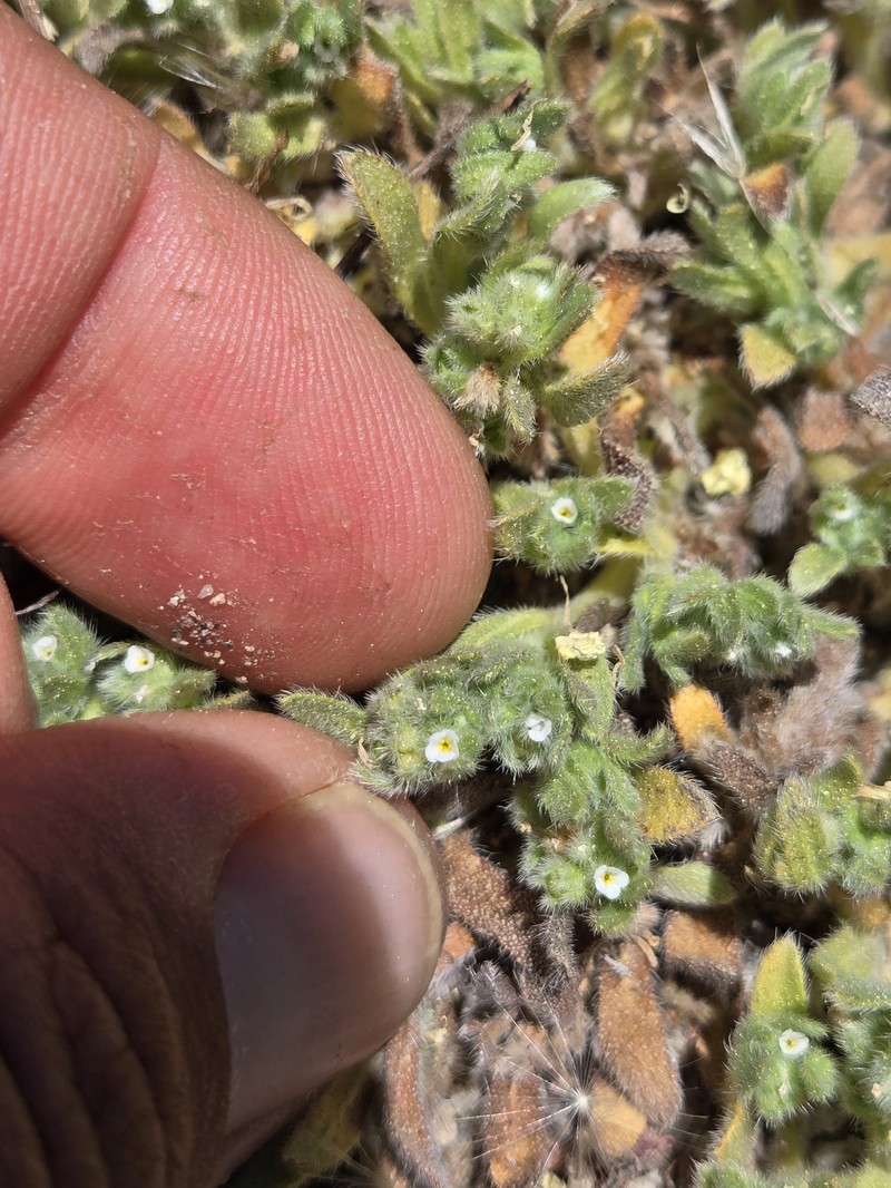 Plagiobothrys collinus var. ursinus photo 2