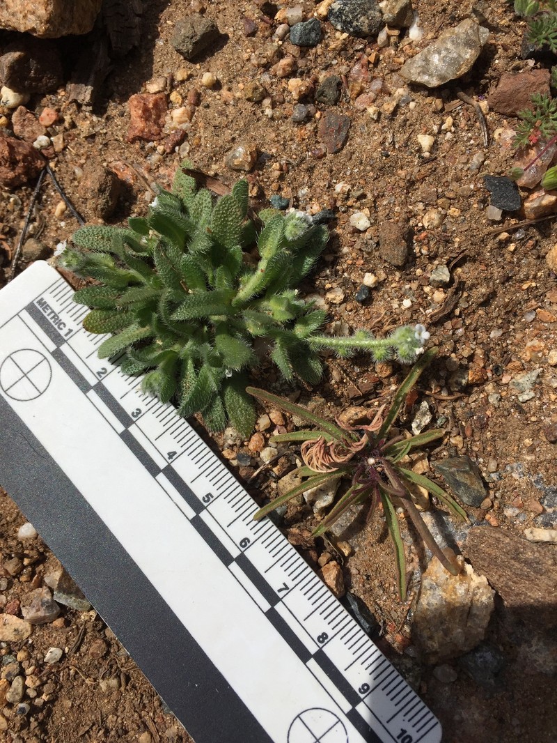 Plagiobothrys collinus var. ursinus photo 4