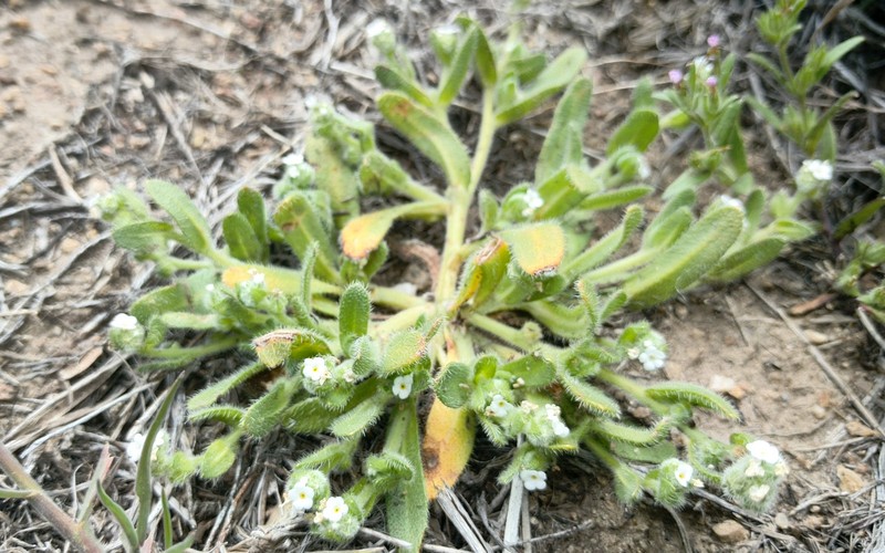 Plagiobothrys collinus var. ursinus photo 5