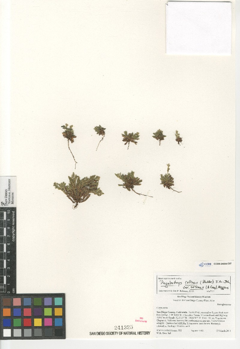 Plagiobothrys collinus var. ursinus photo 6