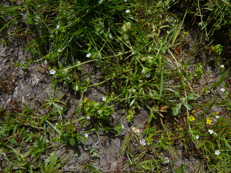 Plagiobothrys diffusus