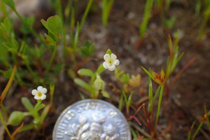 Plagiobothrys diffusus photo 3