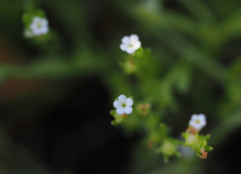 Plagiobothrys diffusus photo 4