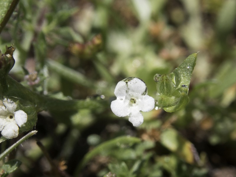 Plagiobothrys diffusus photo 5