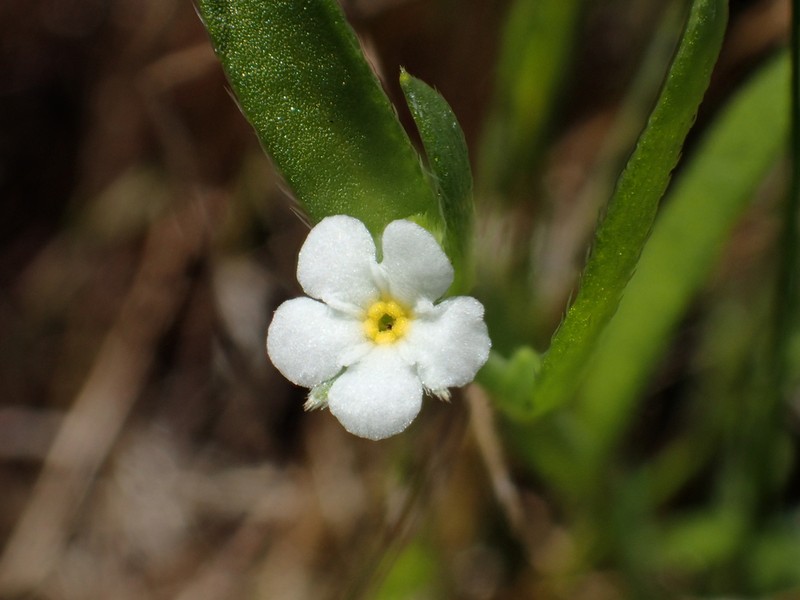 Plagiobothrys diffusus photo 6