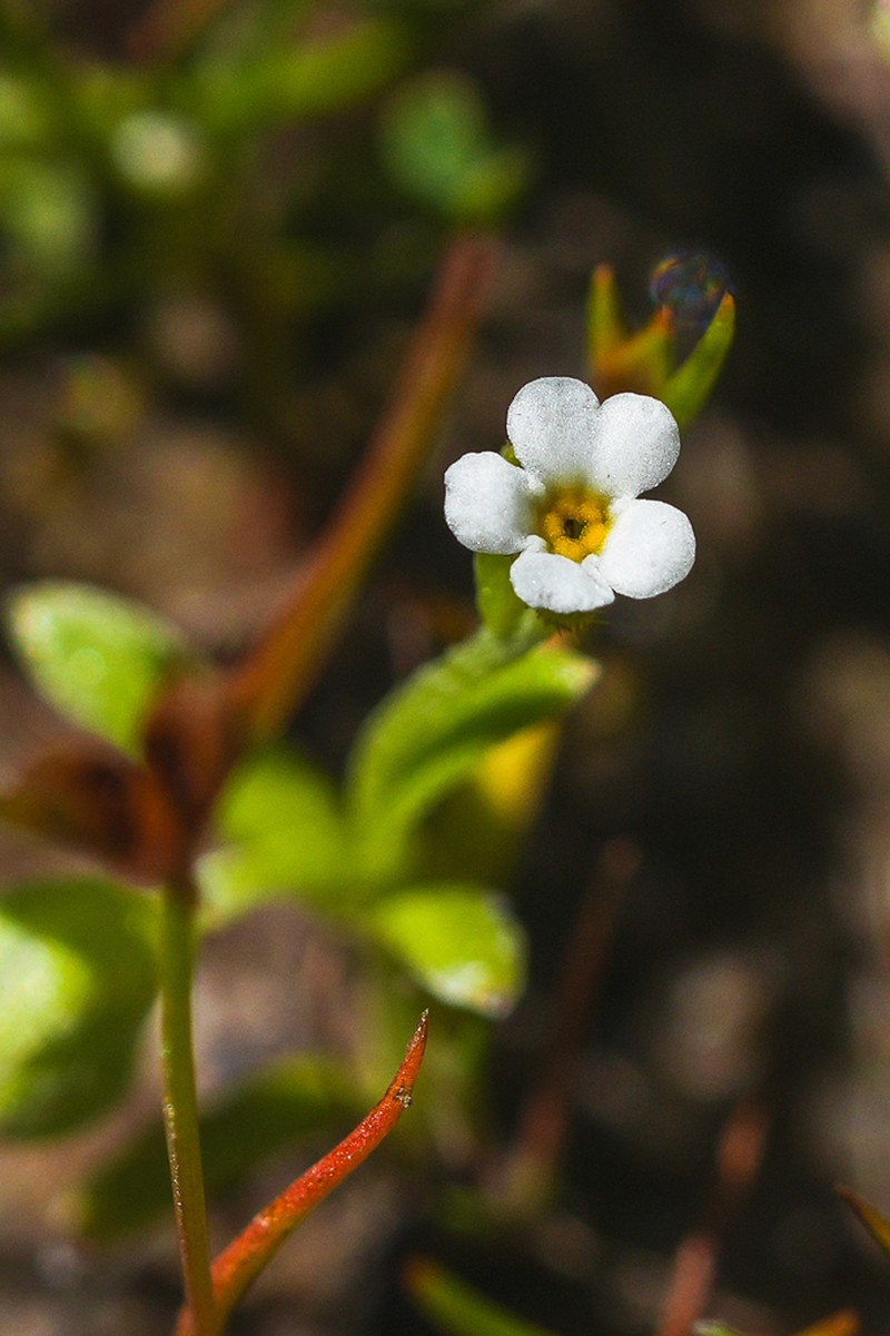 Plagiobothrys diffusus photo 7