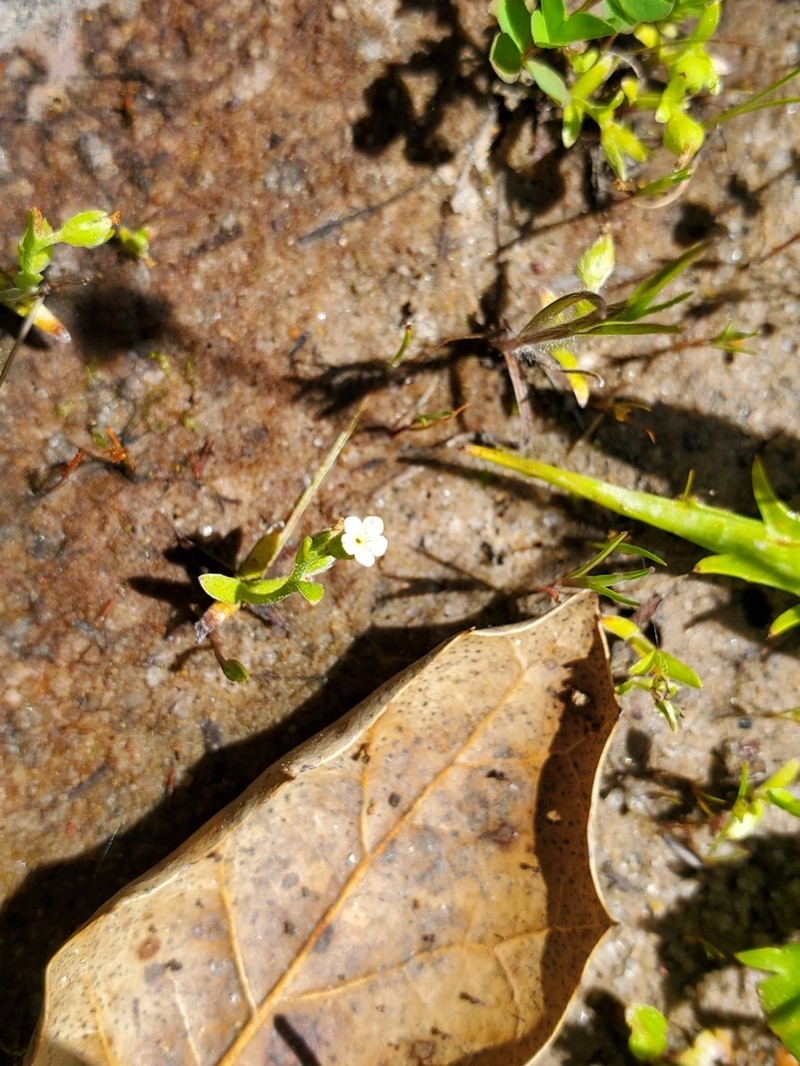 Plagiobothrys diffusus photo 8