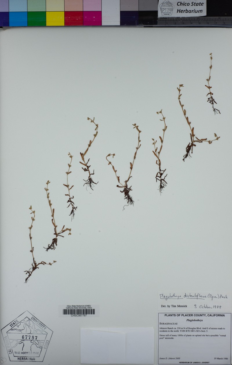 California Popcornflower photo 5