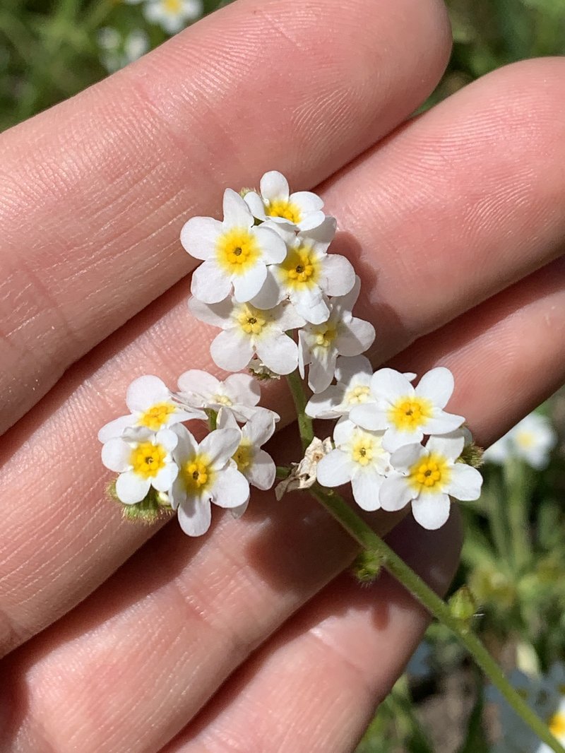 Fragrant Popcornflower