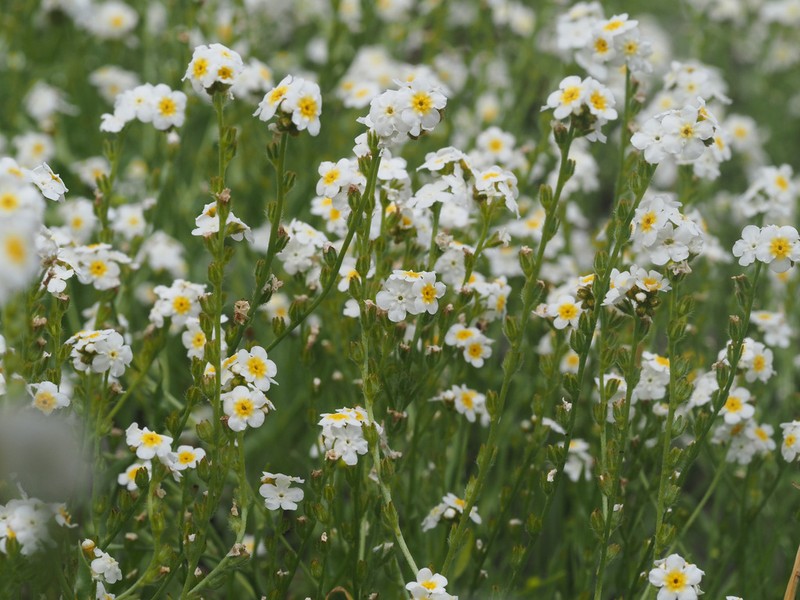 Fragrant Popcornflower photo 3