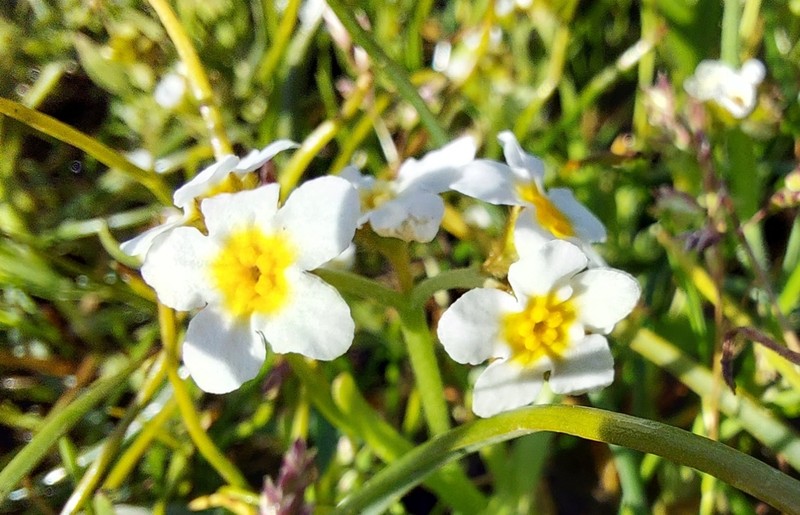 Fragrant Popcornflower photo 4