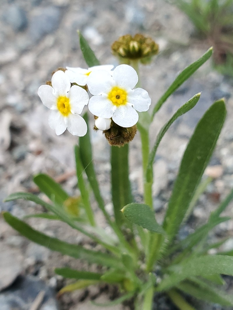 Fragrant Popcornflower photo 5