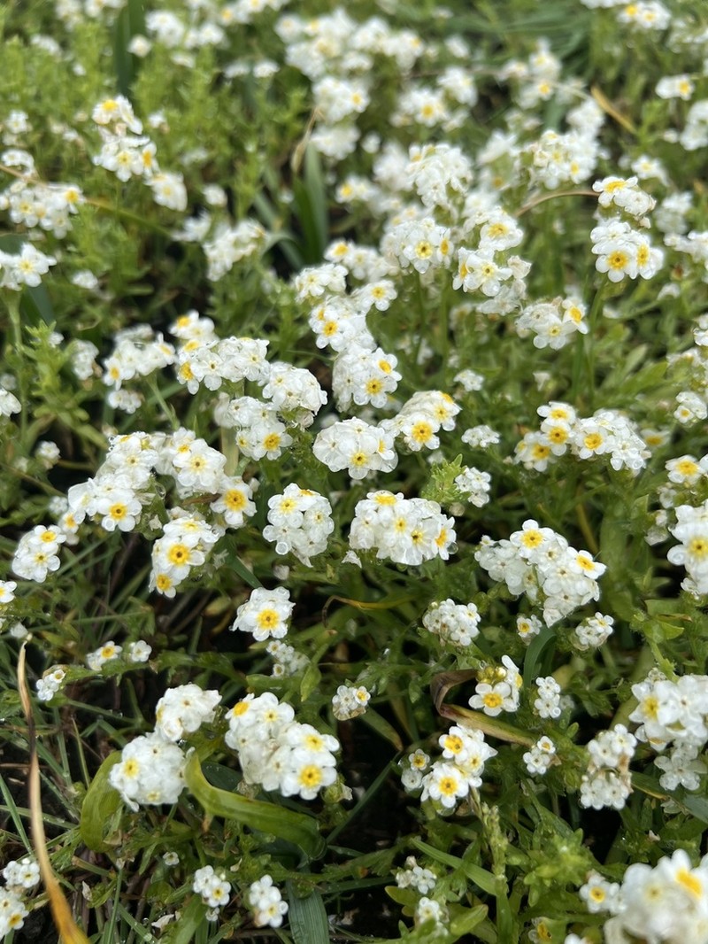 Fragrant Popcornflower photo 6