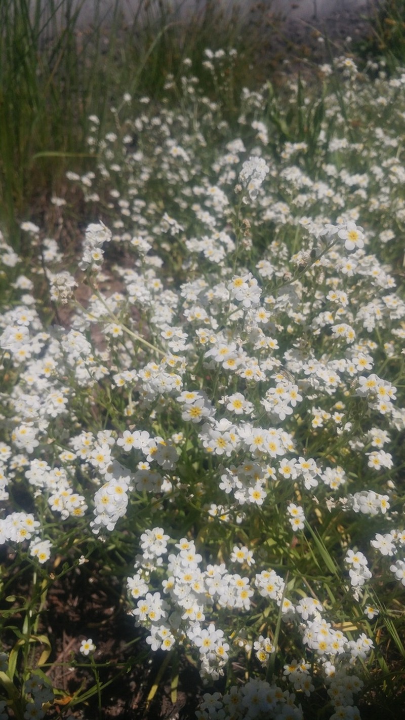 Fragrant Popcornflower photo 7