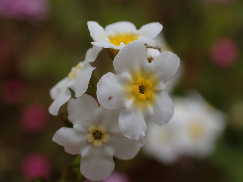 Plagiobothrys figuratus subsp. figuratus photo 4