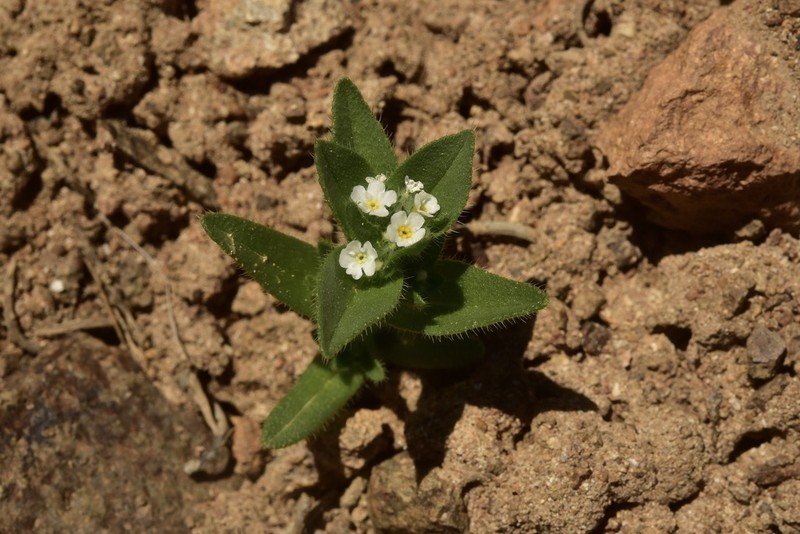 Clustered Popcornflower photo 5