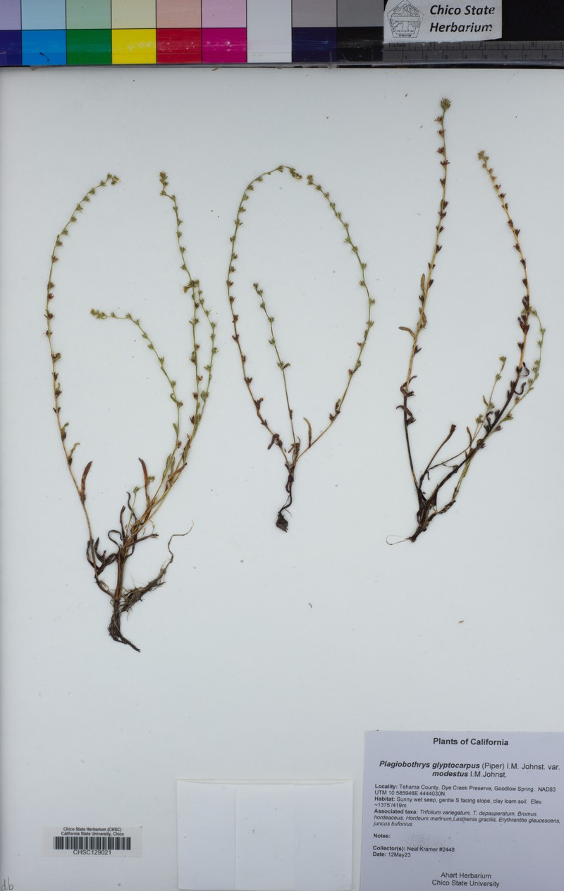 Sculptured Popcornflower photo 4
