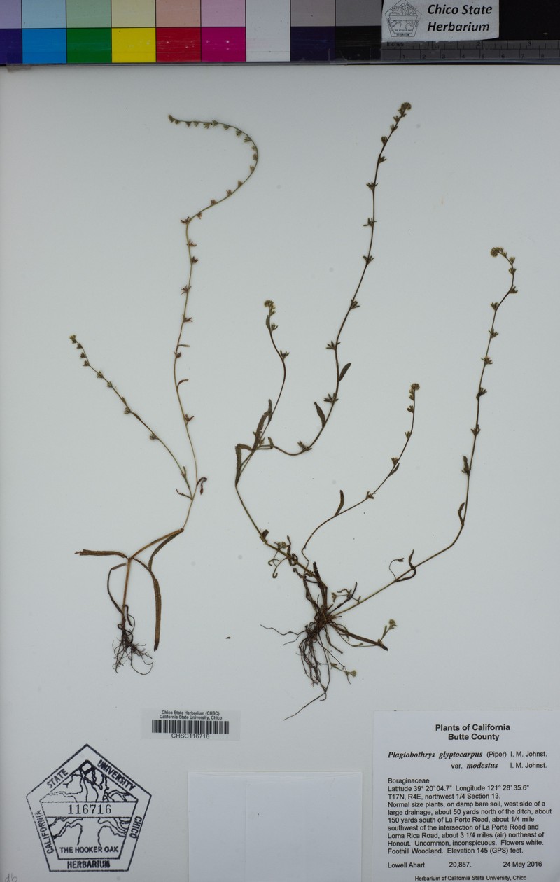 Sculptured Popcornflower photo 5