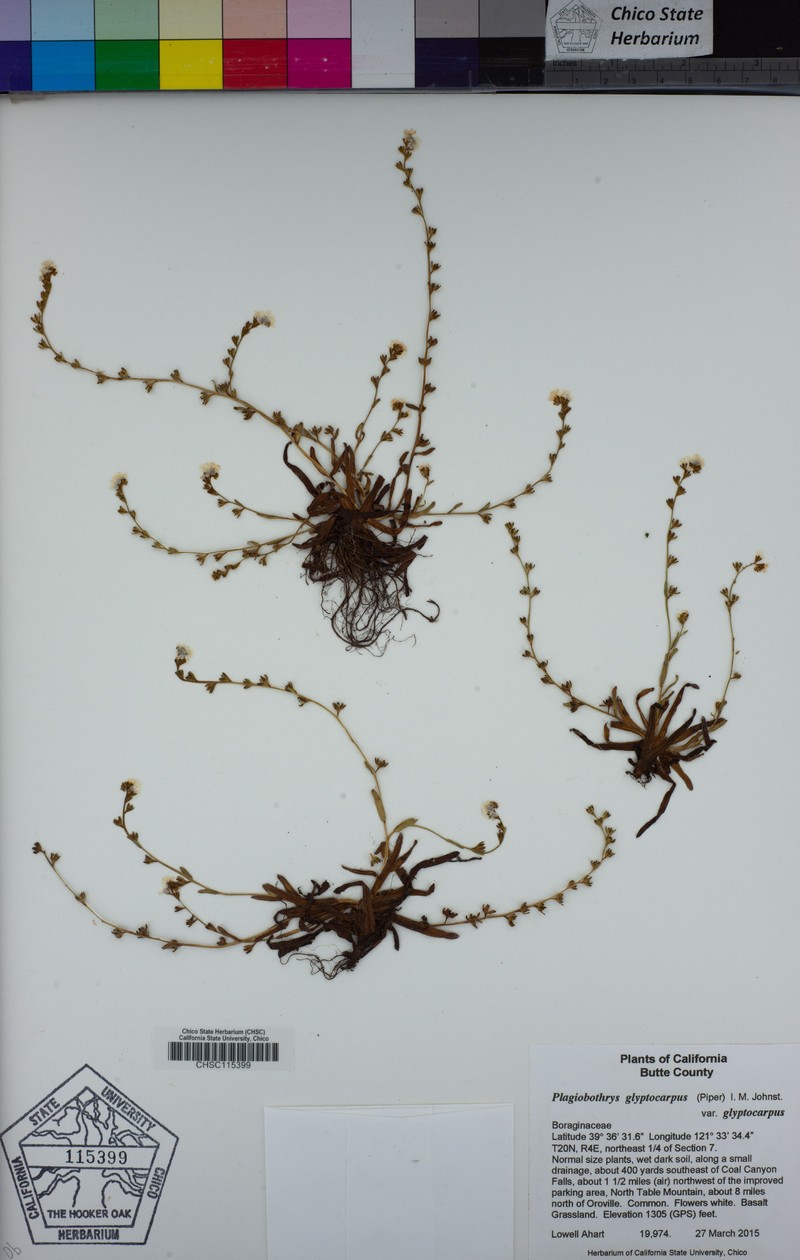 Sculptured Popcornflower photo 6