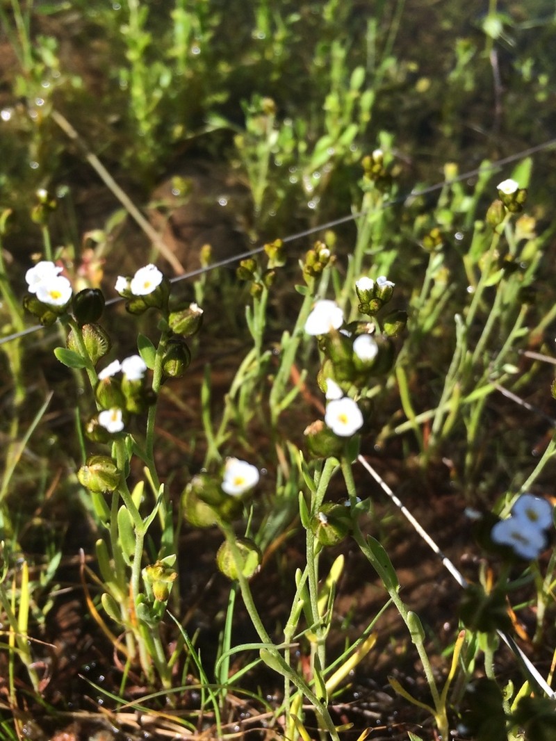 Greene's Popcornflower