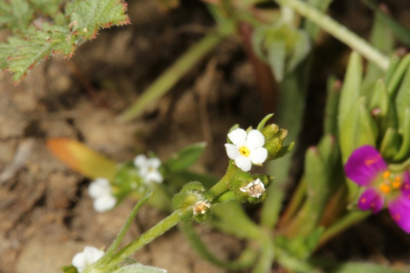 Greene's Popcornflower photo 2